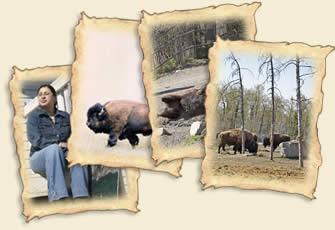 Click on the four images to learn about the importance of the buffalo today.