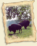 Bisons errants