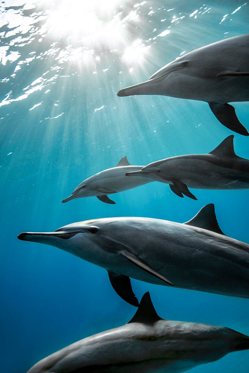 A group of dolphins swim through bright warm rays of sunlight